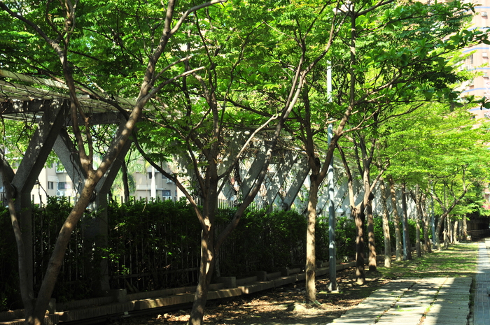 29-南山綠蔭大道